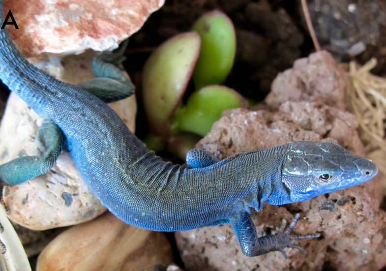 Podarcis siculus coeruleus