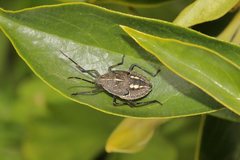 Poecilometis strigatus