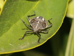 Poecilometis strigatus