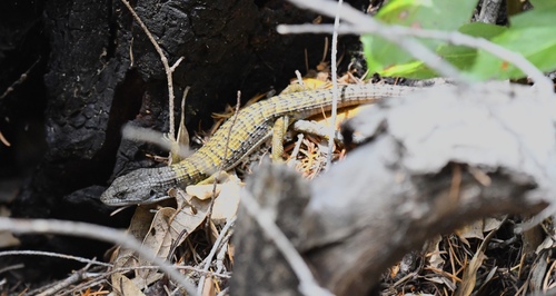 iNaturalist observation photo of Northern Alligator Lizard