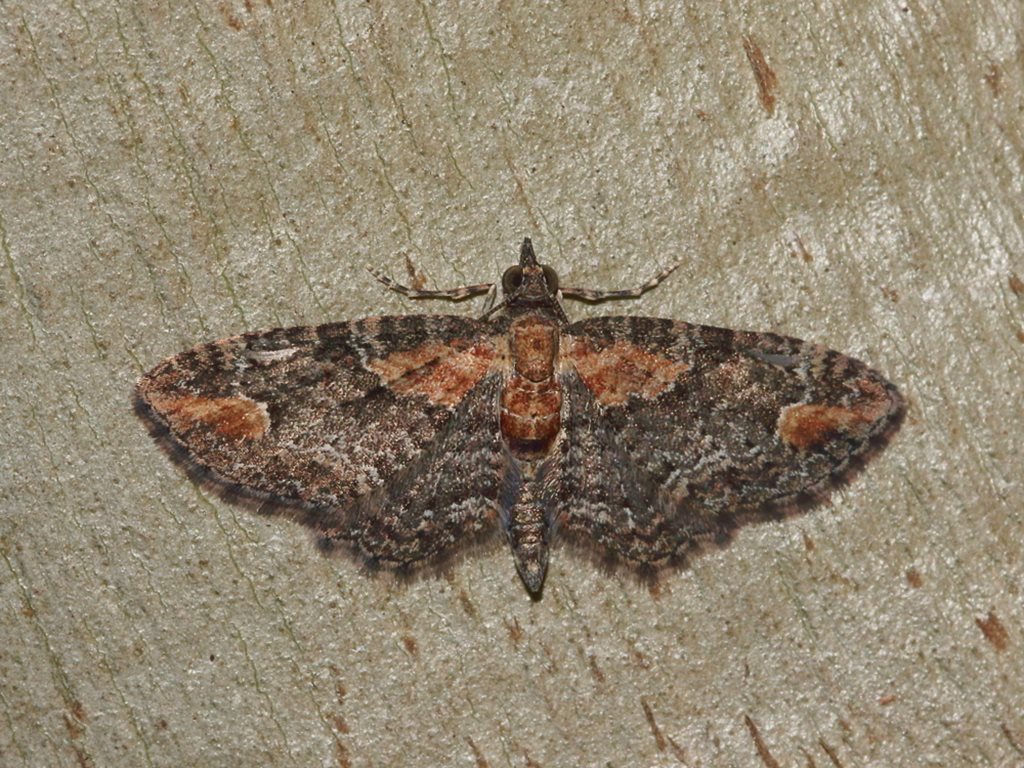 Pasiphilodes