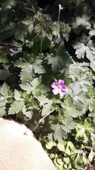 Geranium nodosum
