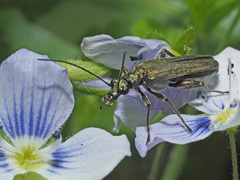 Oedemera virescens