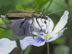 Oedemera virescens
