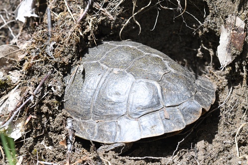 iNaturalist observation photo of Northwestern Pond Turtle