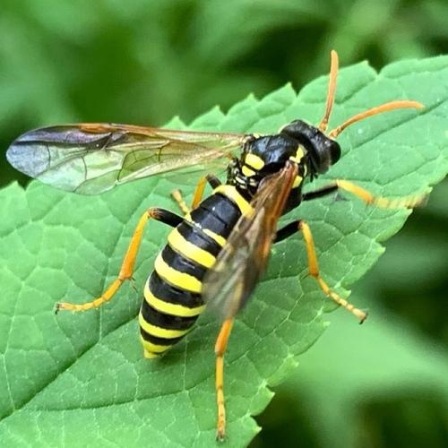Figwort sawfly, Amsterdam Nieuw-West, Amsterdam, Nederland, photo 8 of 10