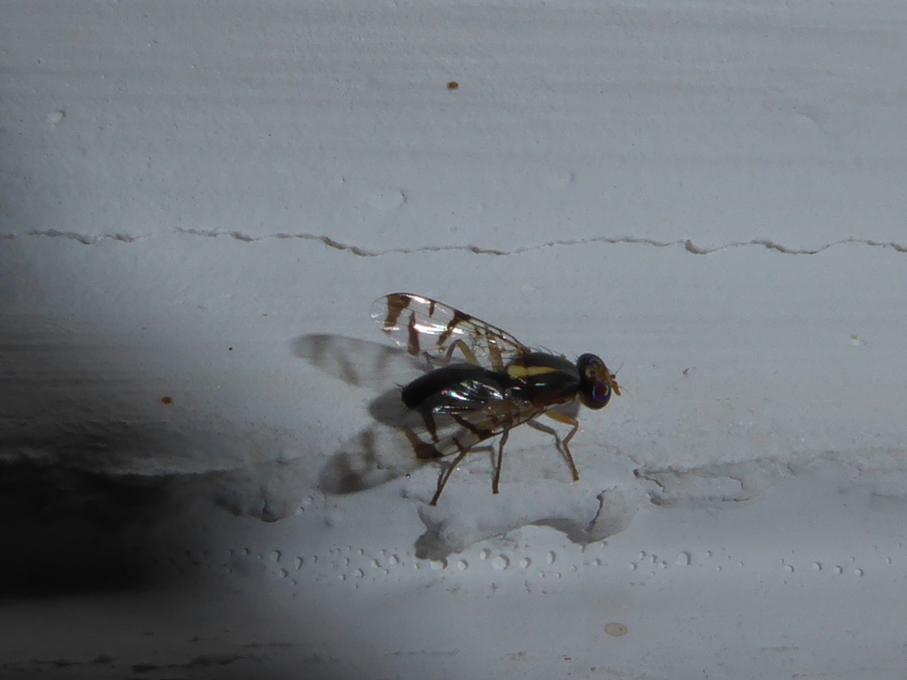 Coelotrypes pulchellinus