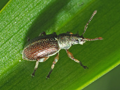 Phyllobius viridicollis