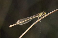 Austroagrion
