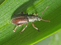 Phyllobius viridicollis