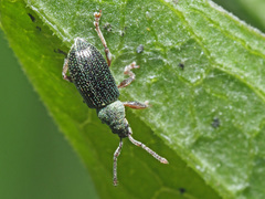 Phyllobius viridicollis