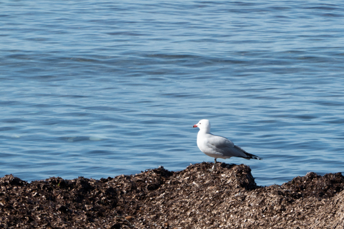 Gaviota de Audouin (Larus audouinii)