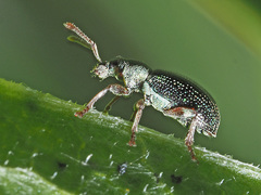 Phyllobius viridicollis