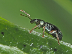 Phyllobius viridicollis