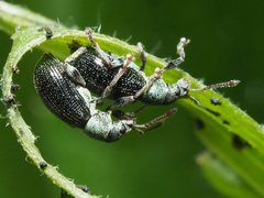 Phyllobius viridicollis
