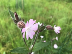 Silene × hampeana
