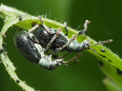 Phyllobius viridicollis