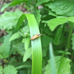 Cantharis decipiens