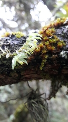 Fernandezia hispidula