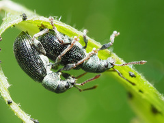 Phyllobius viridicollis