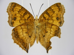 Catacroptera cloanthe cloanthe