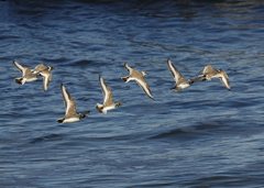 Hooded Dotterel photo 2