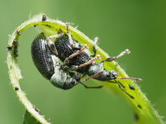 Phyllobius viridicollis