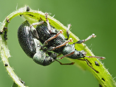 Phyllobius viridicollis