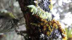 Fernandezia hispidula