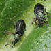 Phyllobius viridicollis - Photo (c) Felix Riegel, some rights reserved (CC BY-NC), uploaded by Felix Riegel