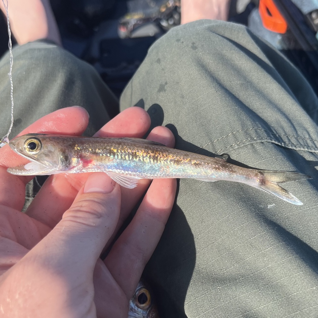 Shortjaw Lizardfish