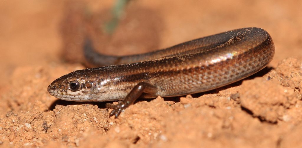 Common Dwarf Skink (Bon Bon Fauna) · iNaturalist