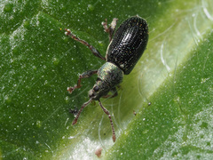 Phyllobius viridicollis