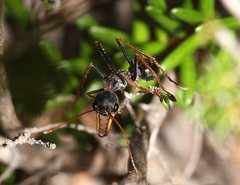 Myrmecia arnoldi