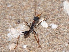 Myrmecia arnoldi