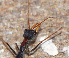 Myrmecia arnoldi