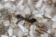 Myrmecia arnoldi