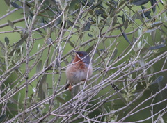 Curruca cantillans albistriata