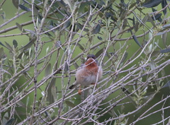 Curruca cantillans albistriata