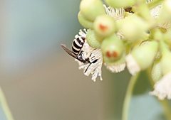 Lasioglossum calophyllae