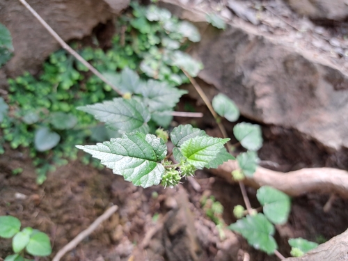 Image of Fatoua pilosa by (c) vrxz, some rights reserved (CC BY-SA)
