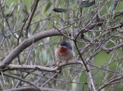 Curruca cantillans albistriata