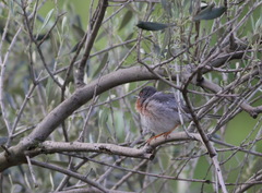 Curruca cantillans albistriata