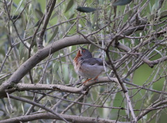 Curruca cantillans albistriata