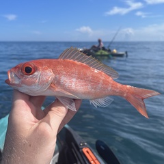 Vermilion Snapper photo 1