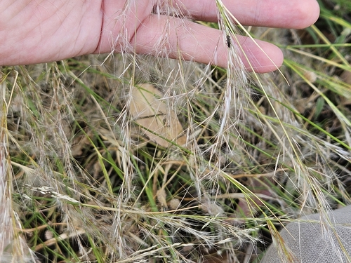 Image of Jarava plumosa by (c) Marc Riera, some rights reserved (CC BY)