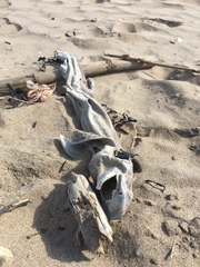 Scyliorhinus canicula