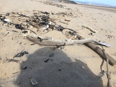 Scyliorhinus canicula