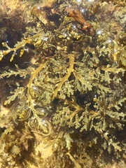 Cystoseira compressa