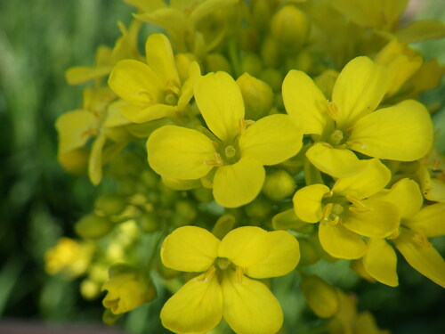 Turkish wartycabbage (Bunias orientalis)
